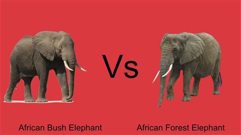 Ultimate Animal Battle Round 1 Part 8 African Bush Elephant Vs African