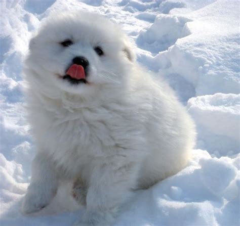 A White Dog Sitting In The Snow With Its Tongue Out And Its Mouth Open