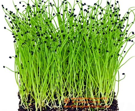 How To Grow Microgreens At Home Book And Ebook By Mark Mathew