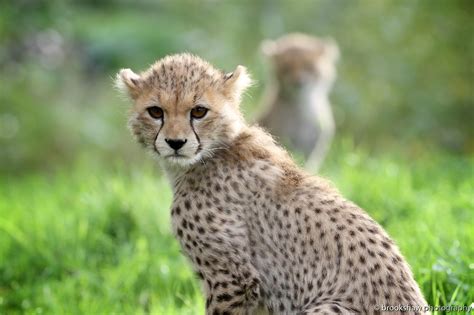 Cheetah Cubs Cute Baby Animals Cheetah Cubs Animals Wild
