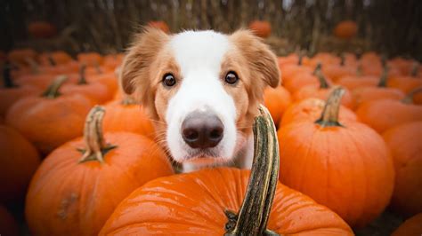 Thanksgiving Dogs Wallpapers Wallpaper Cave