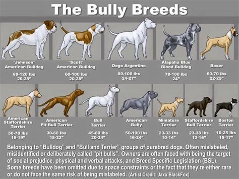 Terrier Dog Breeds List With Pictures