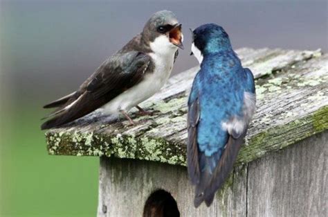 Tree Swallow Attracting Birds Birds And Blooms