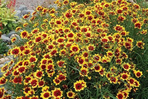 10 Best Low Maintenance Flowers For Effortless Garden By Charlotte