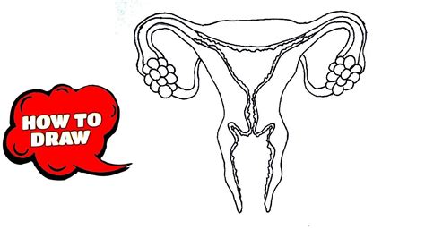 How To Draw Female Reproductive System Easily Step By Vrogue Co
