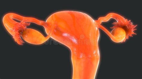 Female Reproductive System Anatomy Stock Illustration Illustration Of