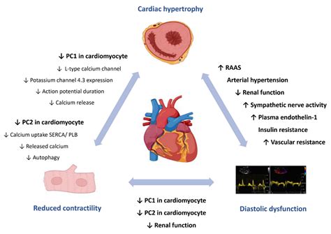 Cardiogenetics Free Full Text Cardiac Involvement In Autosomal