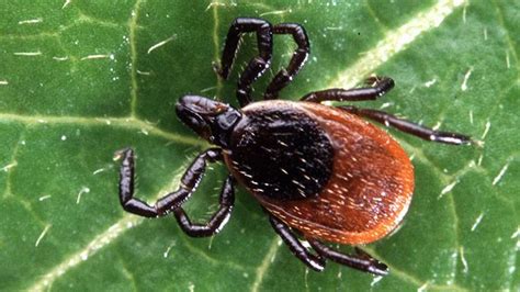 State Confirms 2 Cases Of Tick Borne Heartland Virus In 2 Years