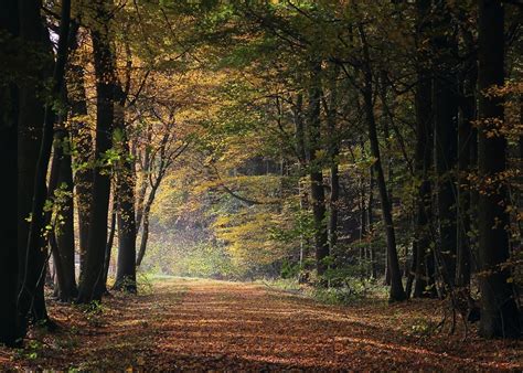 Waldweg Foto And Bild Jahreszeiten Herbst Landschaft Bilder Auf