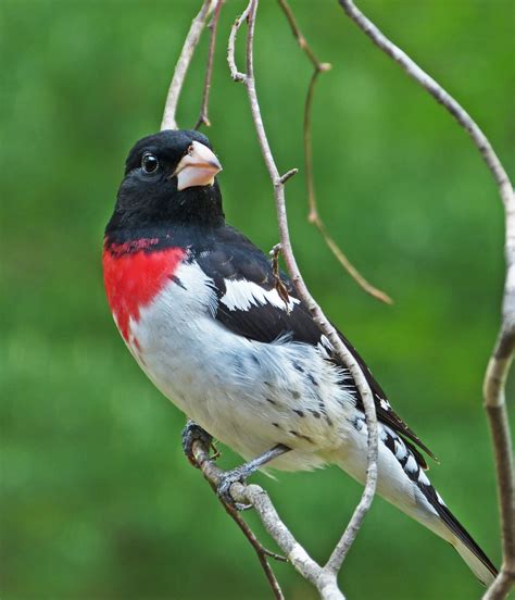 Male Rose Breasted Grosbeak Feederwatch