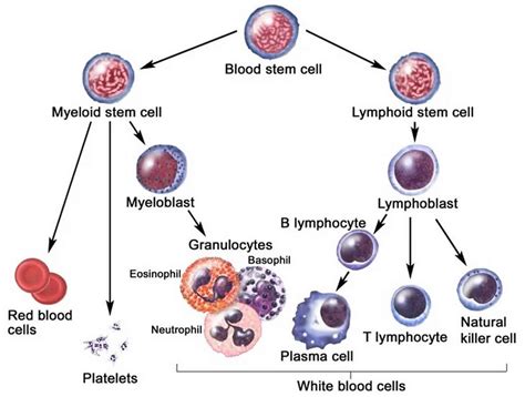 Lymphoproliferative Disorder Causes Symptoms Diagnosis Treatment