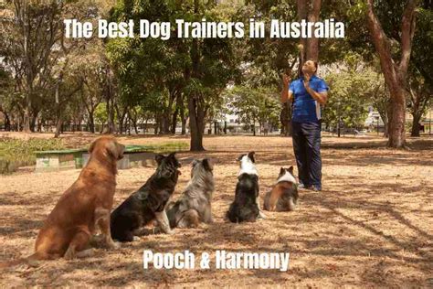 12 Of The Best Dog Trainers In Australia Pooch And Harmony