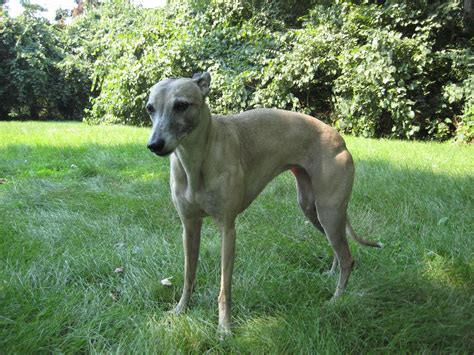 Fichierwhippet Dog Front — Wikipédia