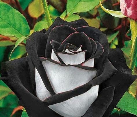 Beautiful Flowers Garden Beautiful The Black Rose Is Found In A Region