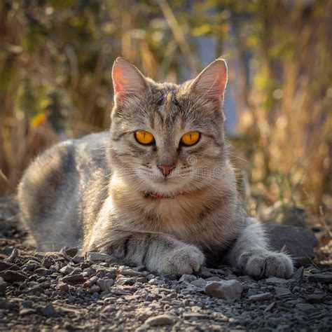 Wild Gray Tabby Cat With Bright Orange Eyes Lies Outdoors Square Photo