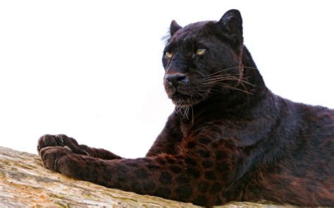 The Black Panther Londolozi Blog
