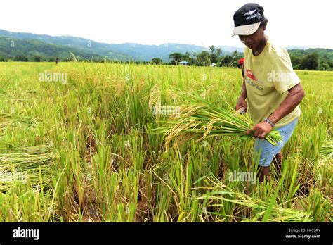 Rice Field Harvest Kerala