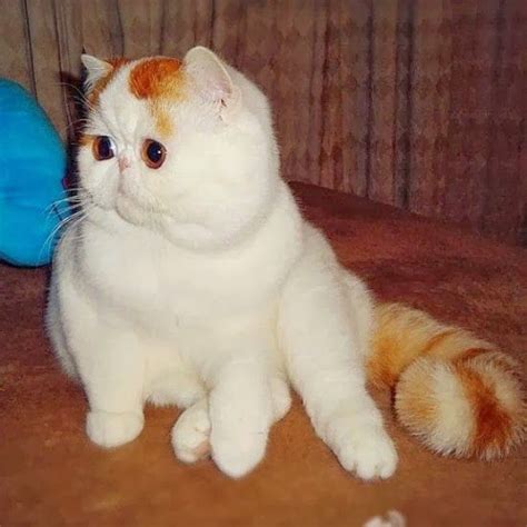10 Most Popular Flat Faced Cat Breeds In The World Samoreals