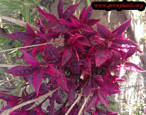 Image availability cannot be guaranteed until time of purchase. Alternanthera ficoidea - How to grow & care
