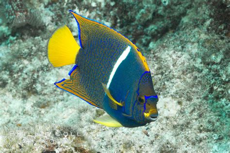 Juvenile King Angelfish In The Sea Of Cortez Mexico Holacanthus