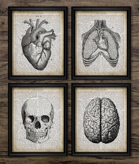 Human Anatomy Wall Art Set Of 4 Printable Human Anatomy Etsy