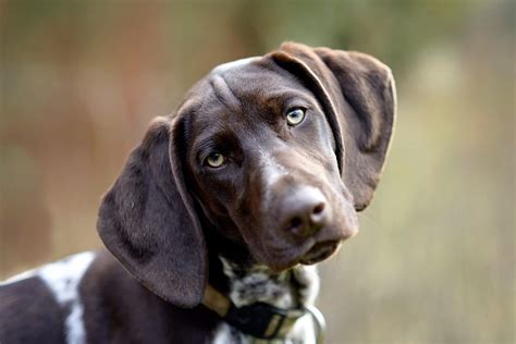 German Shorthaired Pointer Gsp Dog Breed Information