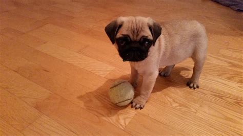 Pug Puppy Barking Youtube