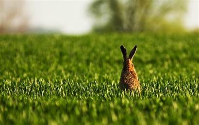 Rabbit Bunny Field Grass Nature Wallpapers Animals