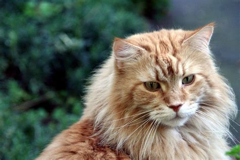 Maine Coon Cat Breed Personality Traits And Fun Facts
