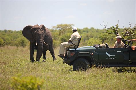 kruger national park safari why go go2africa