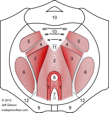 Pubococcygeus, puborectalis inferior border of pelvic node dissection. Pin on Body Mechanics
