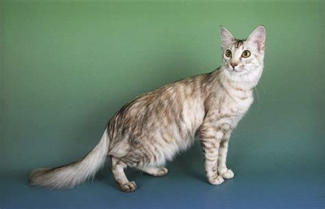 Oriental Longhair Cat Characteristics And Behavior Dogalize