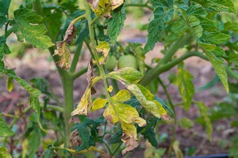 Tomato Blight Treatment And Prevention Tips Gardeners Path