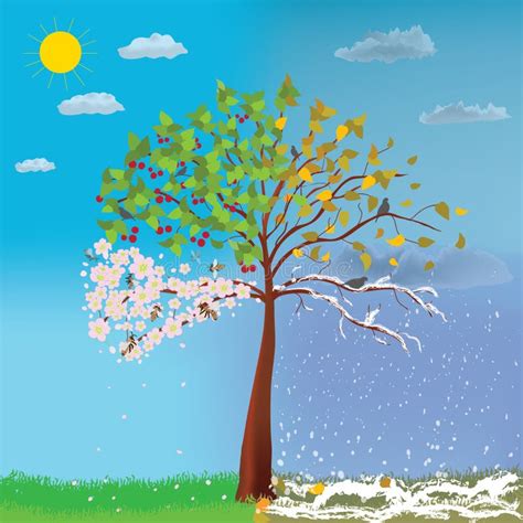 Four Seasons Tree Stock Vector Illustration Of Change 22646606