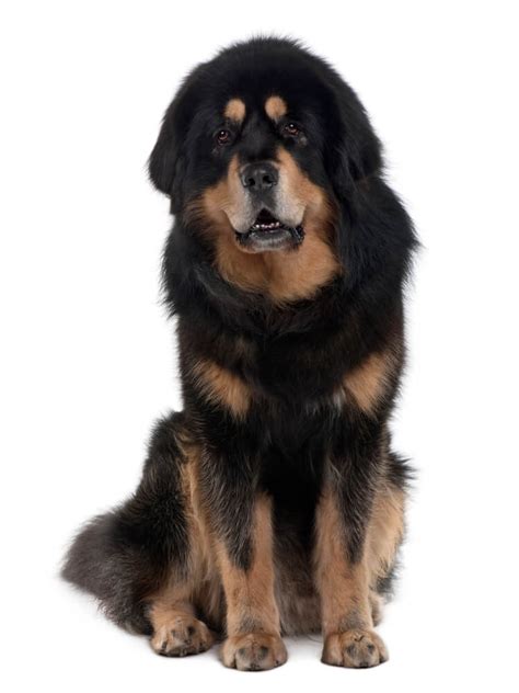 Tibetan Mastiff Dog Breed Characteristics History Appearance