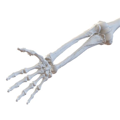Human Arm Bones 3d Model