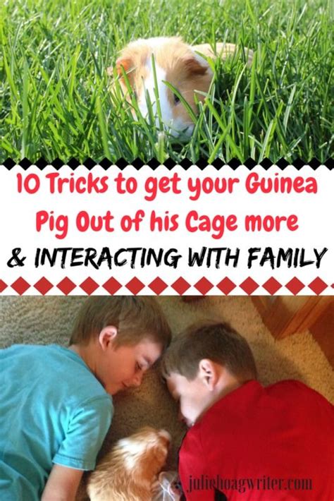 10 Tricks To Get Your Guinea Pig Out Of His Cage More And Interacting
