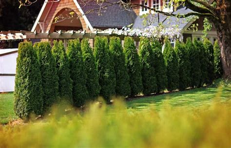 How Cedar Hedges Can Boost Bc Outdoor Privacy Fraser Valley Cedars