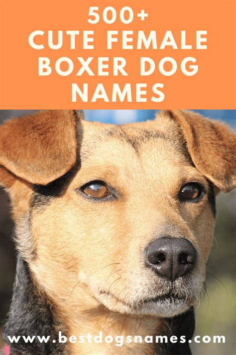 Cute Female Boxer Dog Names Boxer Dog Names Dog Names Female Boxer Dog