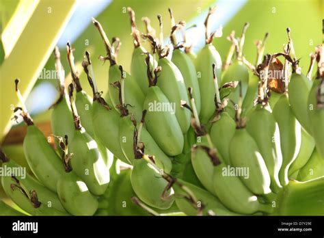 The Bananas Are A Fruit But Not Ripe Stock Photo Alamy