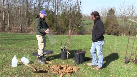 How To Plant An Apple Tree Everything You Need To Know Youtube