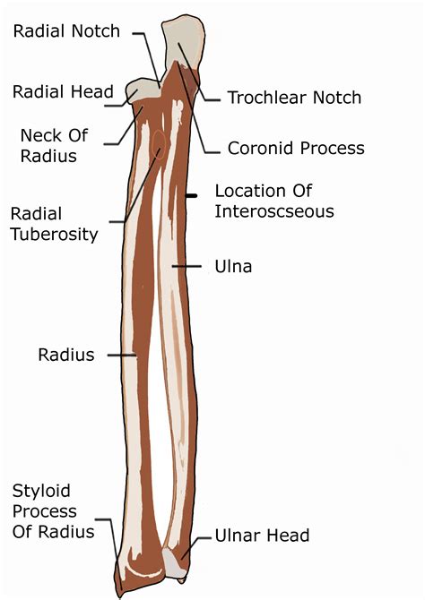 Anterior View Of A Human Radius And Ulna Anatomy And Physiology