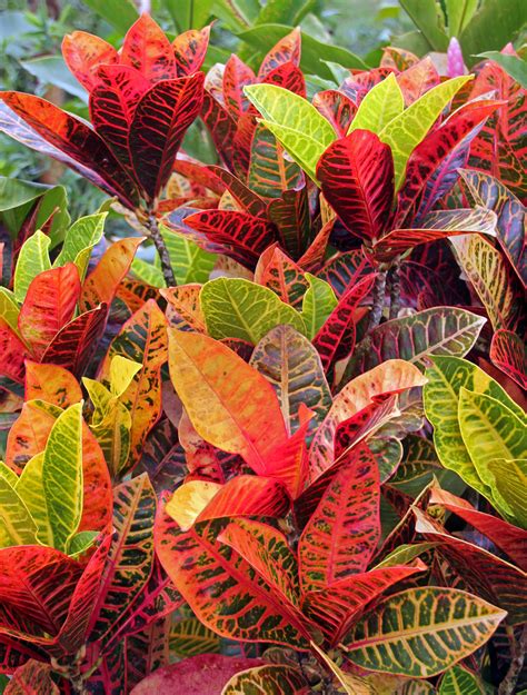 Croton Codiaeum Variegatum Wisconsin Horticulture Be Settled