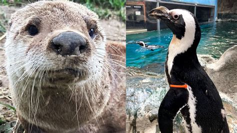 30 Year Old Penguin 20 Year Old Otter Die At Pueblo Zoo