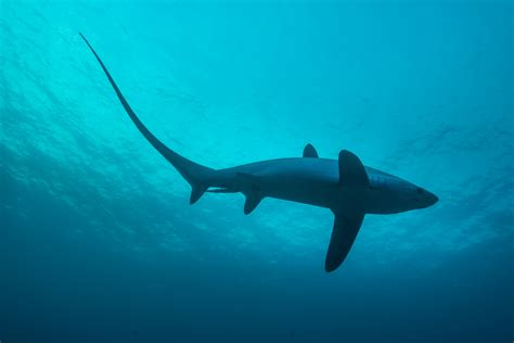 7 Species Of Sharks Your Should Get To Know