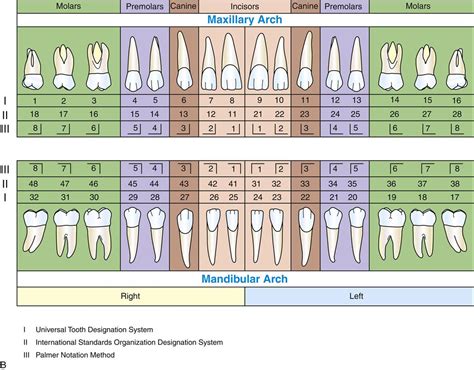 Ada Tooth Numbering Chart