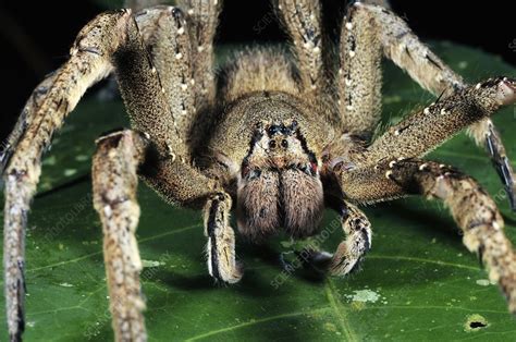 Brazilian Wandering Spider Stock Image C0010027 Science Photo