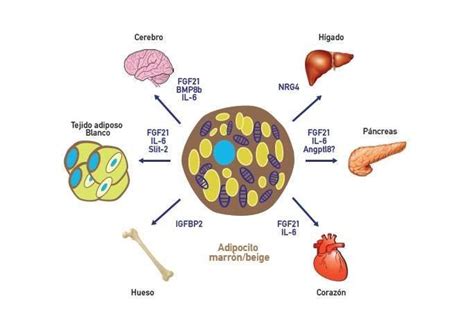 Brown Adipose Tissue Is Able To Secrete Factors That Activate Fat And