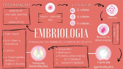 Mapa Mental Embriologia Pdf