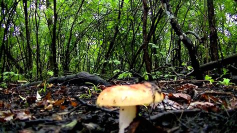 Minnesota Fungi Minnesota Mushrooms Edible And Poisonous Youtube